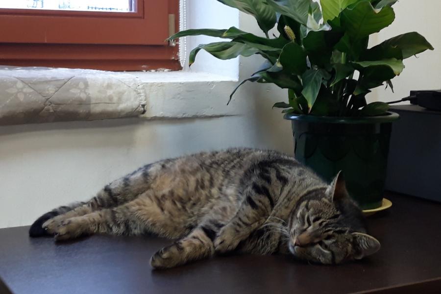 Мяучный котосотрудник музея и любимец посетитетей - кот Емельян. 